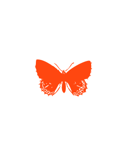 Orange Corail Papillon_p_i