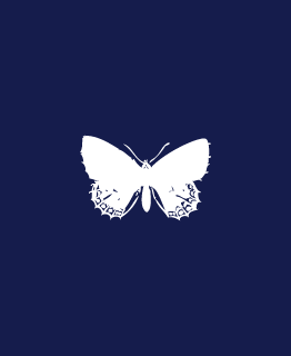 Bleu de Minuit Papillon_p